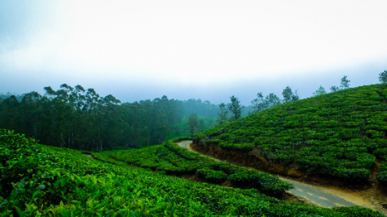 wayanad
