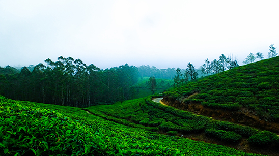 Munnar